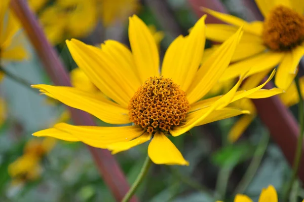 Rudbeckia Žlutý Květ Zahradě Zelené Listy Zblízka Jeden Květ — Stock fotografie