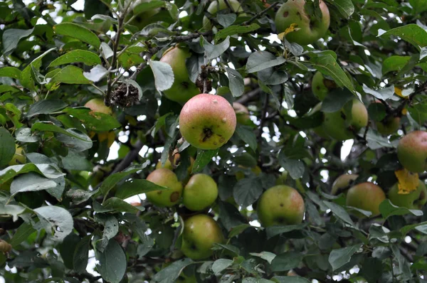 Gröna Och Röda Äpplen Äppelträd Gren Full Löv — Stockfoto