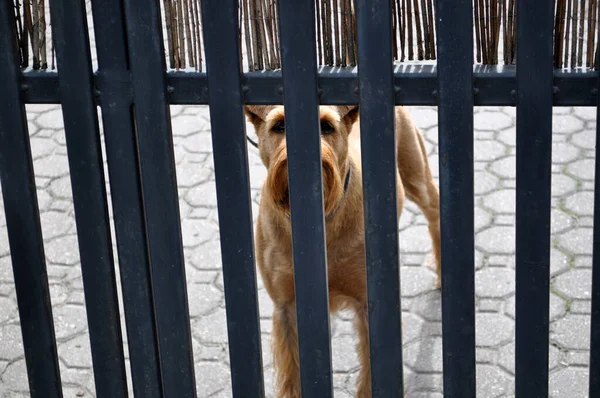 Füchse Terrier Hund Hinter Metallzaun Hinter Gittern Einer Reihe — Stockfoto