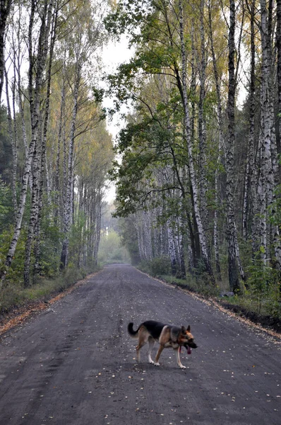 Ormandaki yalnız Alman çoban köpeği ormanın içinden geçti. Toprak yol boyunca. Her iki tarafında beyaz gövdeleri olan uzun huş ağaçları.