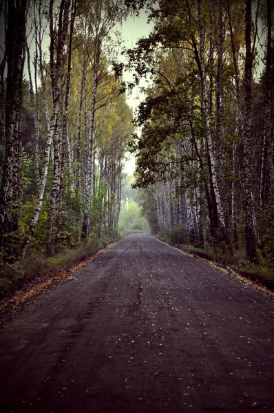 林间小路穿过土路高大的桦树 两边都有白色树干 图库图片