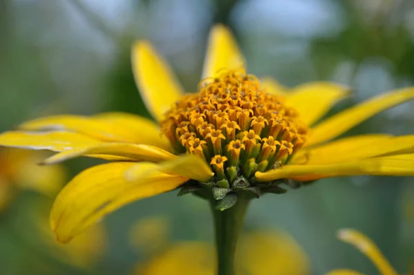 Rudbeckia Žlutý Květ Zahradě Zelené Listy Zblízka Jeden Květ — Stock fotografie