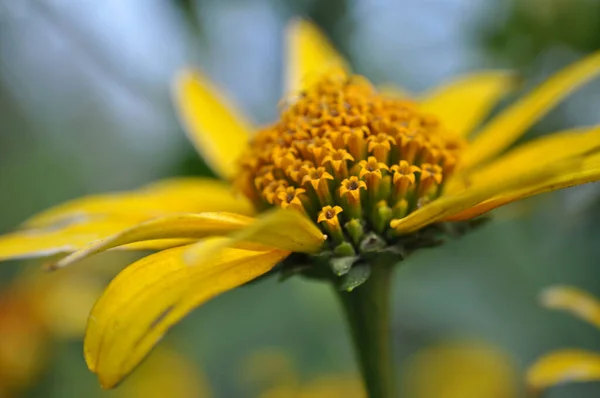 Rudbeckia Žlutý Květ Zahradě Zelené Listy Zblízka Jeden Květ — Stock fotografie