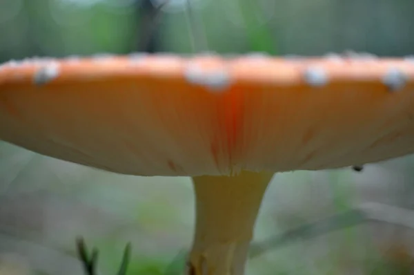 Cogumelo Vermelho Venenoso Pontilhado Toadstool Cogumelo Chapéu Veneno Perigoso — Fotografia de Stock