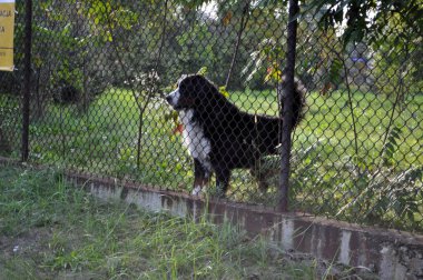Kapının arkasındaki çitin arkasındaki siyah beyaz köpek evi koruyan parmaklıklardan içeri bakıyor.