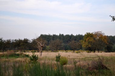 Çayırdaki tek bir ağaç, kurumuş yaşlı bir ağacı küçük bir ağaçta bırakır.