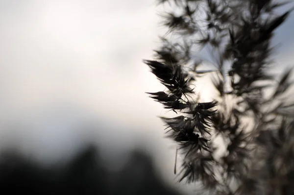 Silueta Oblohy Rostlina Close Semena Krásné Pozadí — Stock fotografie