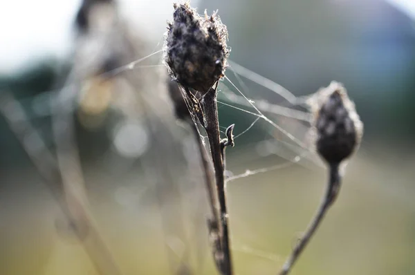 Sonbaharda Bir Bitkinin Tohumları Üzerindeki Örümcek Ağlarına Yakın Çekim — Stok fotoğraf