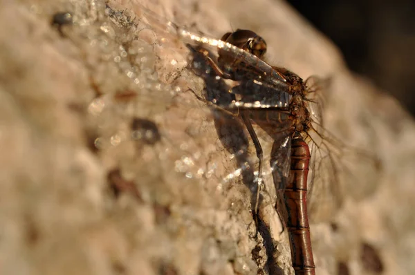 Braune Libelle Sitzt Auf Einem Felsstein Mit Glitzernden Transparenten Flügeln — Stockfoto