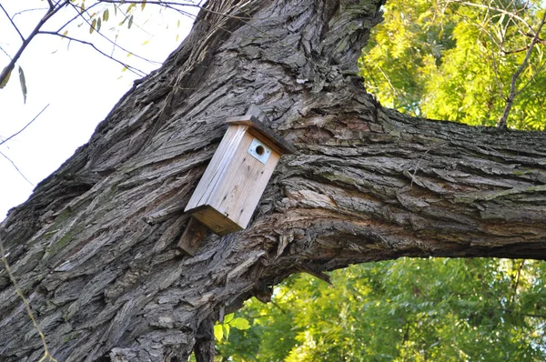 Scatola Nidificazione Uccelli Legno Albero Verde Primavera — Foto Stock