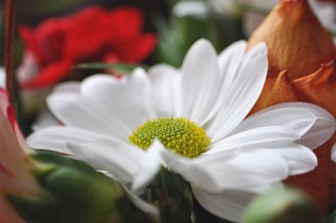 yapay çiçek beyaz papatya bir buket yakın planda