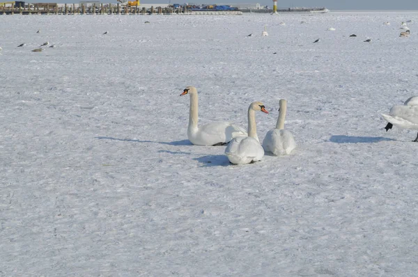 Ein Schwarm Weißer Schwäne Auf Der Zugefrorenen Ostsee Sopot Polen — Stockfoto