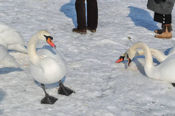 Стая Белых Лебедей Замерзшем Балтийском Море Зимой Сопоте Польша — стоковое фото