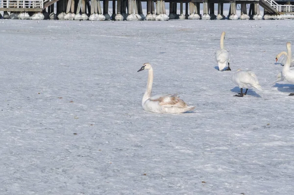 Una Bandada Cisnes Blancos Mar Báltico Congelado Sopot Polonia Invierno — Foto de Stock