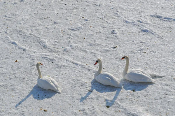 Una Bandada Cisnes Blancos Mar Báltico Congelado Sopot Polonia Invierno — Foto de Stock