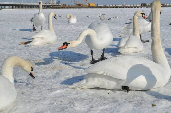 Ein Schwarm Weißer Schwäne Auf Der Zugefrorenen Ostsee Sopot Polen — Stockfoto