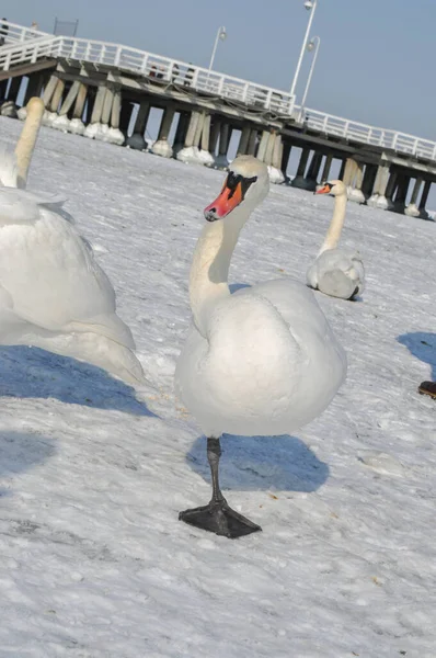 Una Bandada Cisnes Blancos Mar Báltico Congelado Sopot Polonia Invierno — Foto de Stock