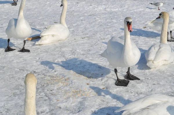 Uno Stormo Cigni Bianchi Sul Mar Baltico Ghiacciato Inverno Sopot — Foto Stock