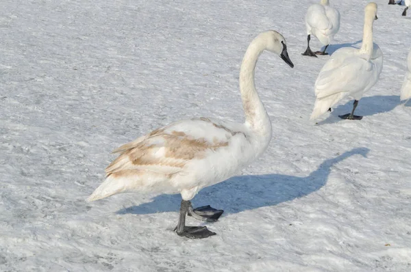 Una Bandada Cisnes Blancos Mar Báltico Congelado Sopot Polonia Invierno — Foto de Stock