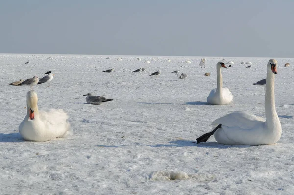 Ein Schwarm Weißer Schwäne Auf Der Zugefrorenen Ostsee Sopot Polen — Stockfoto