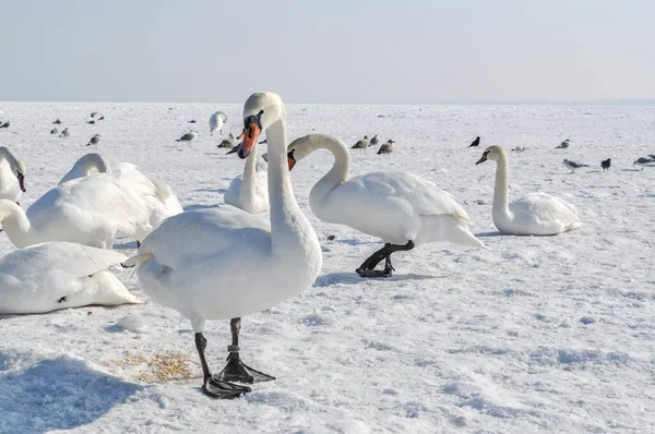 Una Bandada Cisnes Blancos Mar Báltico Congelado Sopot Polonia Invierno — Foto de Stock