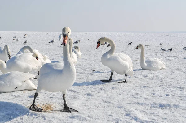 Ein Schwarm Weißer Schwäne Auf Der Zugefrorenen Ostsee Sopot Polen — Stockfoto