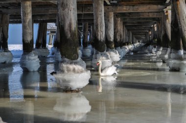 donmuş deniz suyu köprünün altında iskele topları sırayla ve beyaz kuğular
