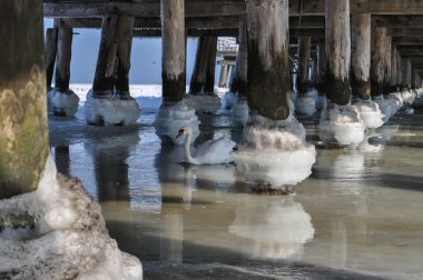 donmuş deniz suyu köprünün altında iskele topları sırayla ve kuğular