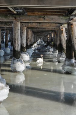 donmuş deniz suyu köprünün altında iskele topları sırayla ve beyaz kuğular