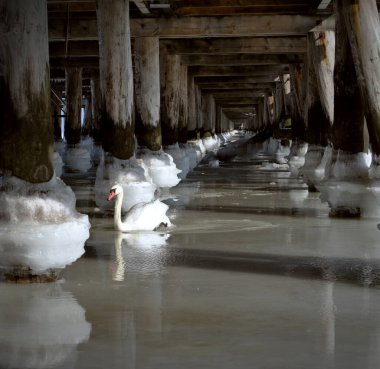 donmuş deniz suyu köprünün altında iskele topları sırayla ve beyaz kuğular