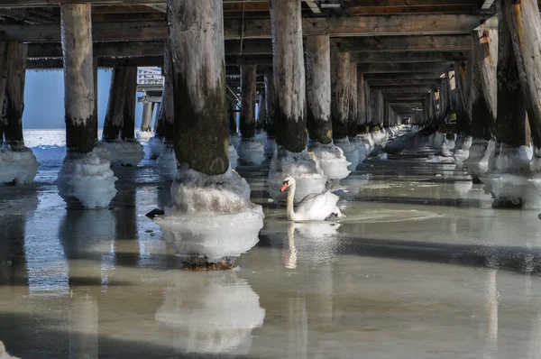donmuş deniz suyu köprünün altında iskele topları sırayla ve beyaz kuğular