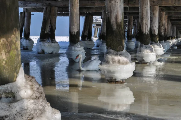 donmuş deniz suyu köprünün altında iskele topları sırayla ve kuğular