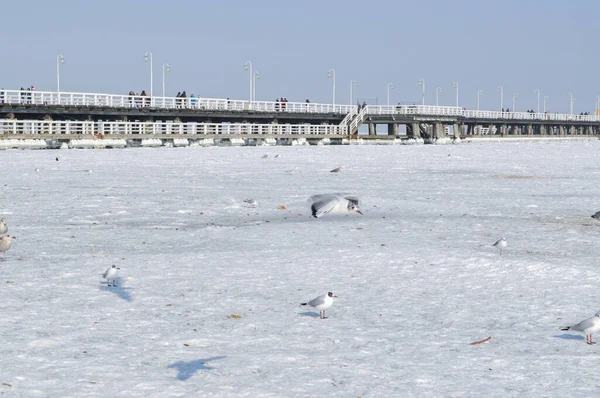 Möwe Fliegt Bei Eis Und Schnee Über Gefrorene Ostsee — Stockfoto