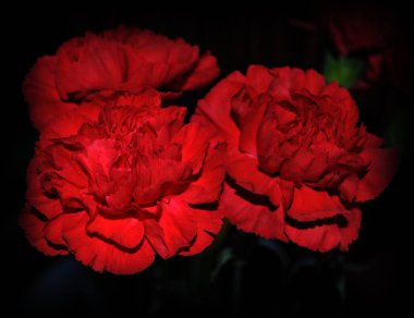 Üç kırmızı karanfil çiçeği. Kapalı kafanın arkası.