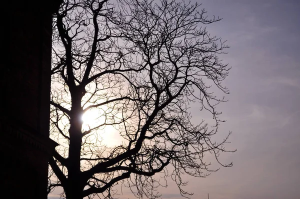 Silhuett Ett Träd Utan Blad Bakgrunden Solen Mot Himlen Bakom — Stockfoto