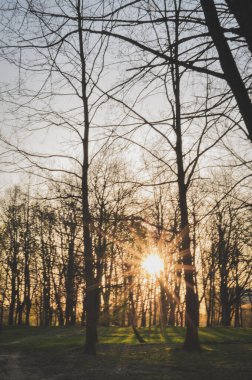 Yüksek ağaçlar ormanları yeşil Park siluetinde suşette