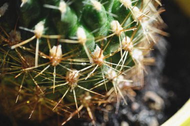 Yeşil bir çöl kaktüsünün dikenleri.