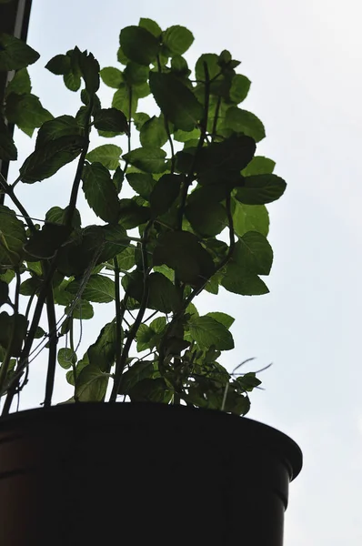 Yeşil yaprakların siluetinde, nane çalısı filizleri