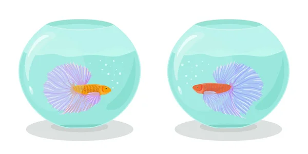 Two aquariums with fighting siamese fishes in flat style. Vector hand drawn illustration of betta or cockerel fishes swimming in an aquarium. — Stock Illustration Two Aquariums Fighting Siamese Fishes Flat Style Vector Hand Drawn Royalty Free Stock Illustrations
