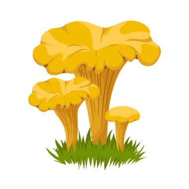 Chanterelle mantarları renkli resimlerle çizilmiş. Gıda çizimi beyaz arkaplanda izole.