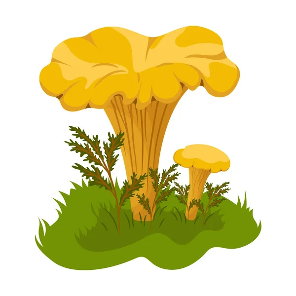 Chanterelle Gomba Erdőben Kézzel Rajzolt Színes Illusztráció Élelmiszer Rajz Elszigetelt — Stock Vector