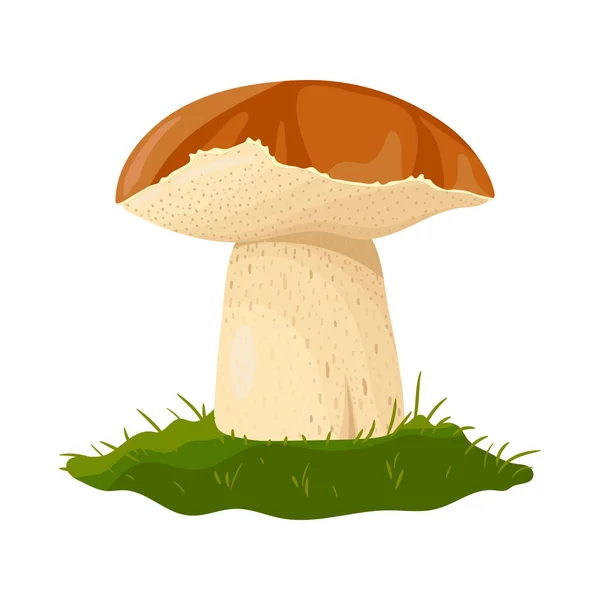 Boletus Gomba Kézzel Rajzolt Színes Illusztráció Élelmiszer Rajz Elszigetelt Fehér — Stock Vector