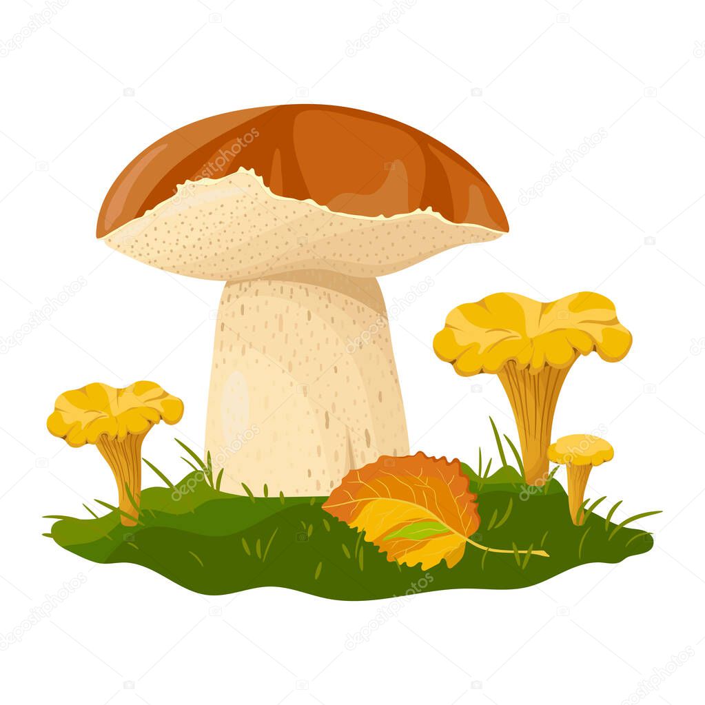 Mushrooms hand drawn colorful illustration. Forest drawing isolated on white background.