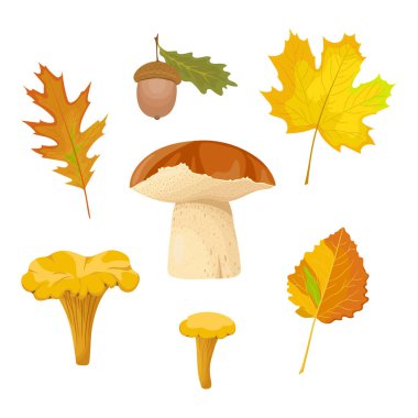 Yapraklı, mantarlı, palamutlu sonbahar orman koleksiyonu. Beyaz arkaplanda izole.