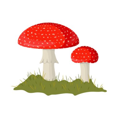 Zehirli mantarlar elle çizilmiş renkli çizimler. Uçan agarik çizim beyaz arkaplanda izole edildi.