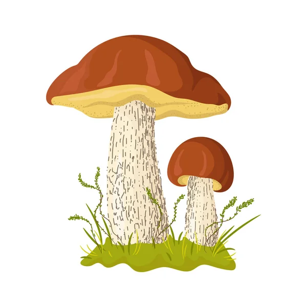 Boletus Gomba Kézzel Rajzolt Színes Illusztráció Gourmet Élelmiszer Rajz Elszigetelt — Stock Vector