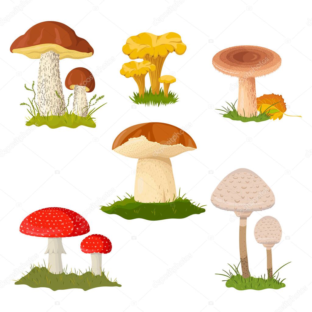 Forest mushrooms collection isolated on white background