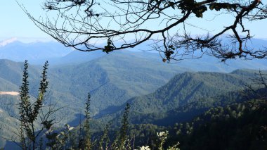 Yeşil ve mavi dağların yamaçlarını çam dalları ve dağ bitkilerinin arasından görmek