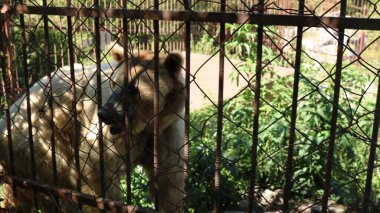 Bir çitin demir parmaklıkları, arkasında büyük kahverengi bir ayı duruyor, esaret altında vahşi bir hayvan.