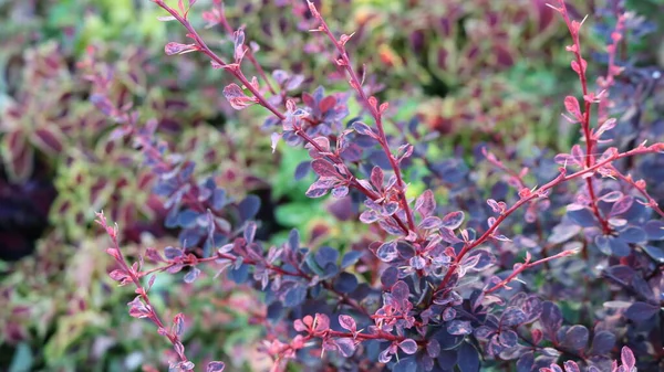 夏の庭や公園の明るい色の背景に薄紫色の小さな葉を持つ小さな茂みの優雅な小枝 — ストック写真